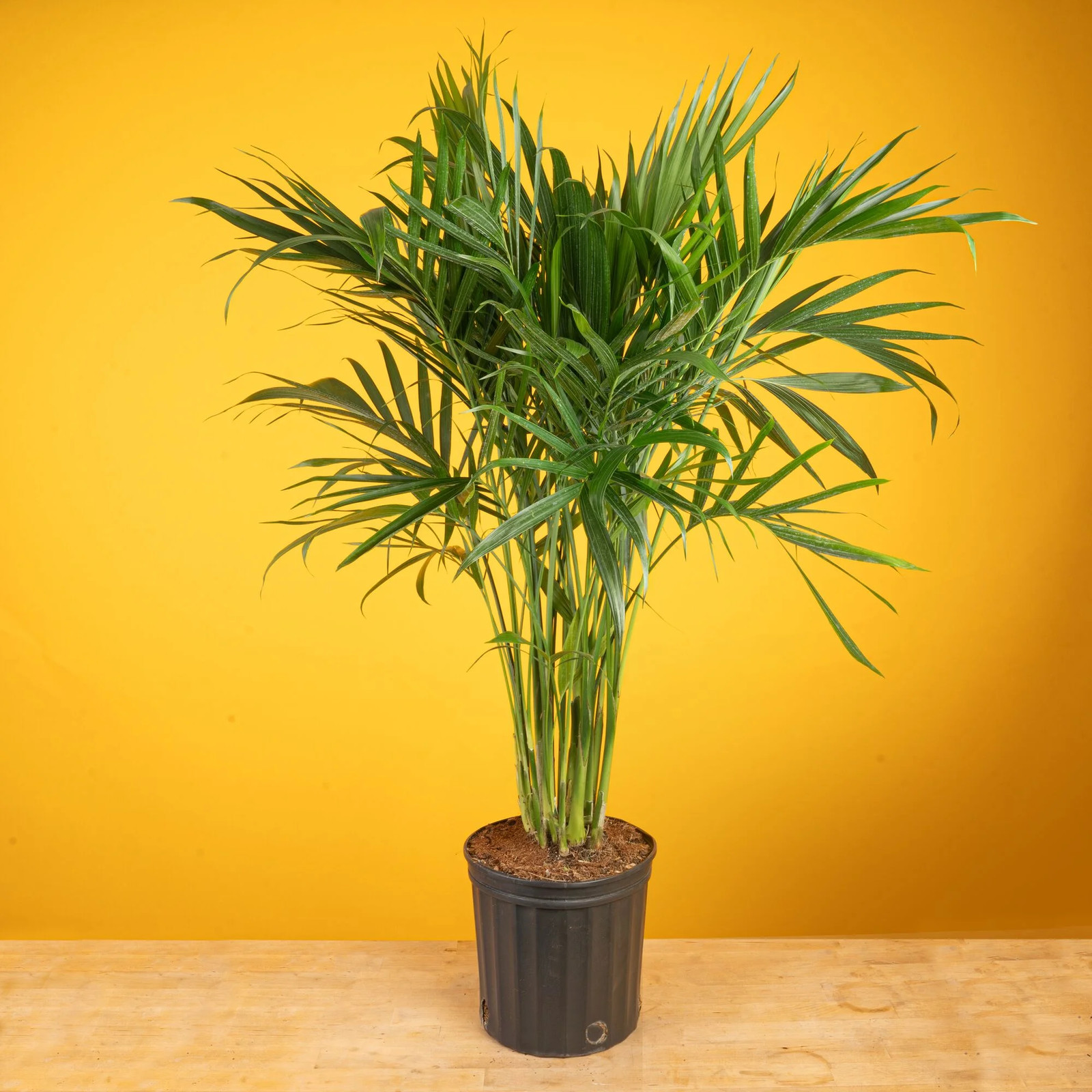 36-48″ Tall Cat Palm, Bright Indirect Sunlight, Indoor Live House Plants in Nurs