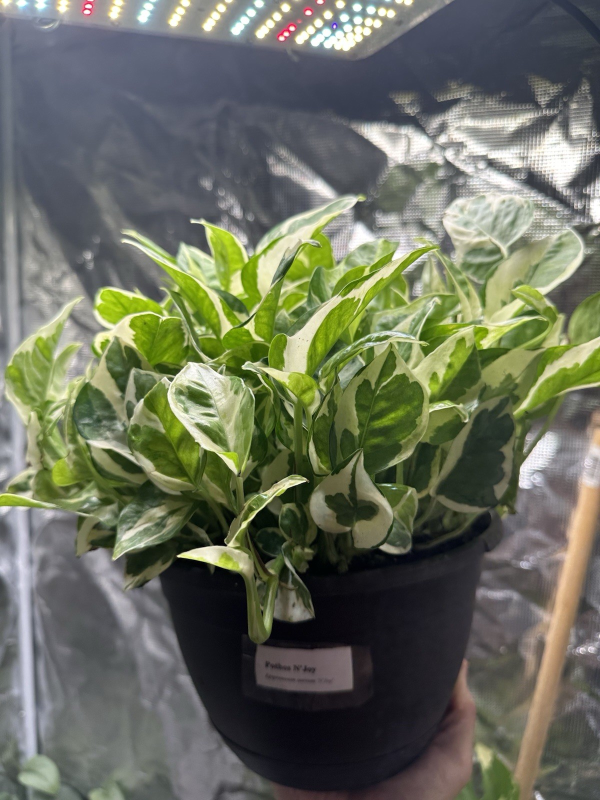 Pothos N’Joy Rooted Cutting 5 pack