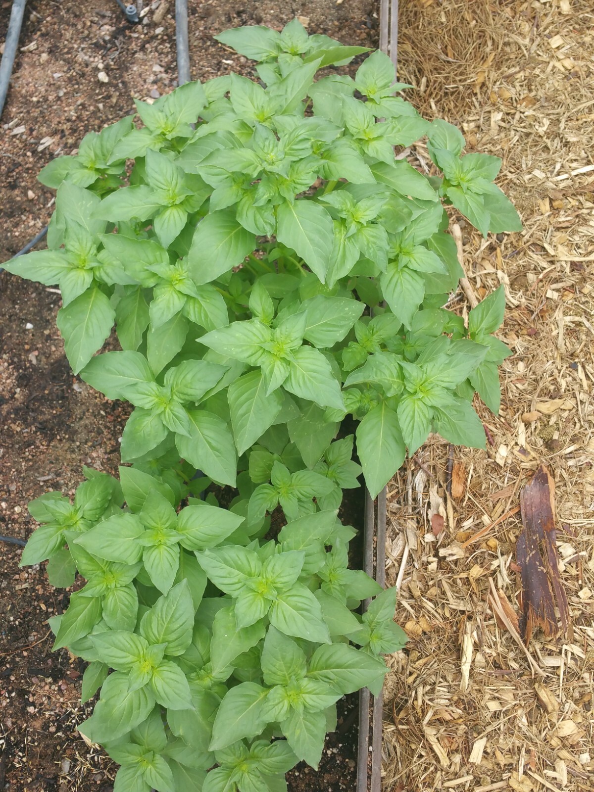 100+ seeds of Persian Rayhan or Rayhoon ريحان Basil Organic US Grower