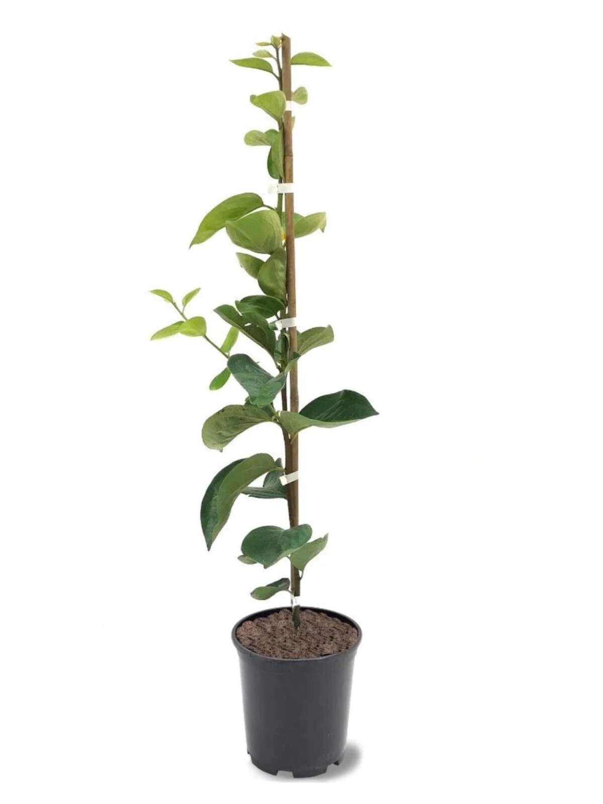 Persimmon Nikita’s Gift grafted tree (Diospyros virginiana x kaki) plant