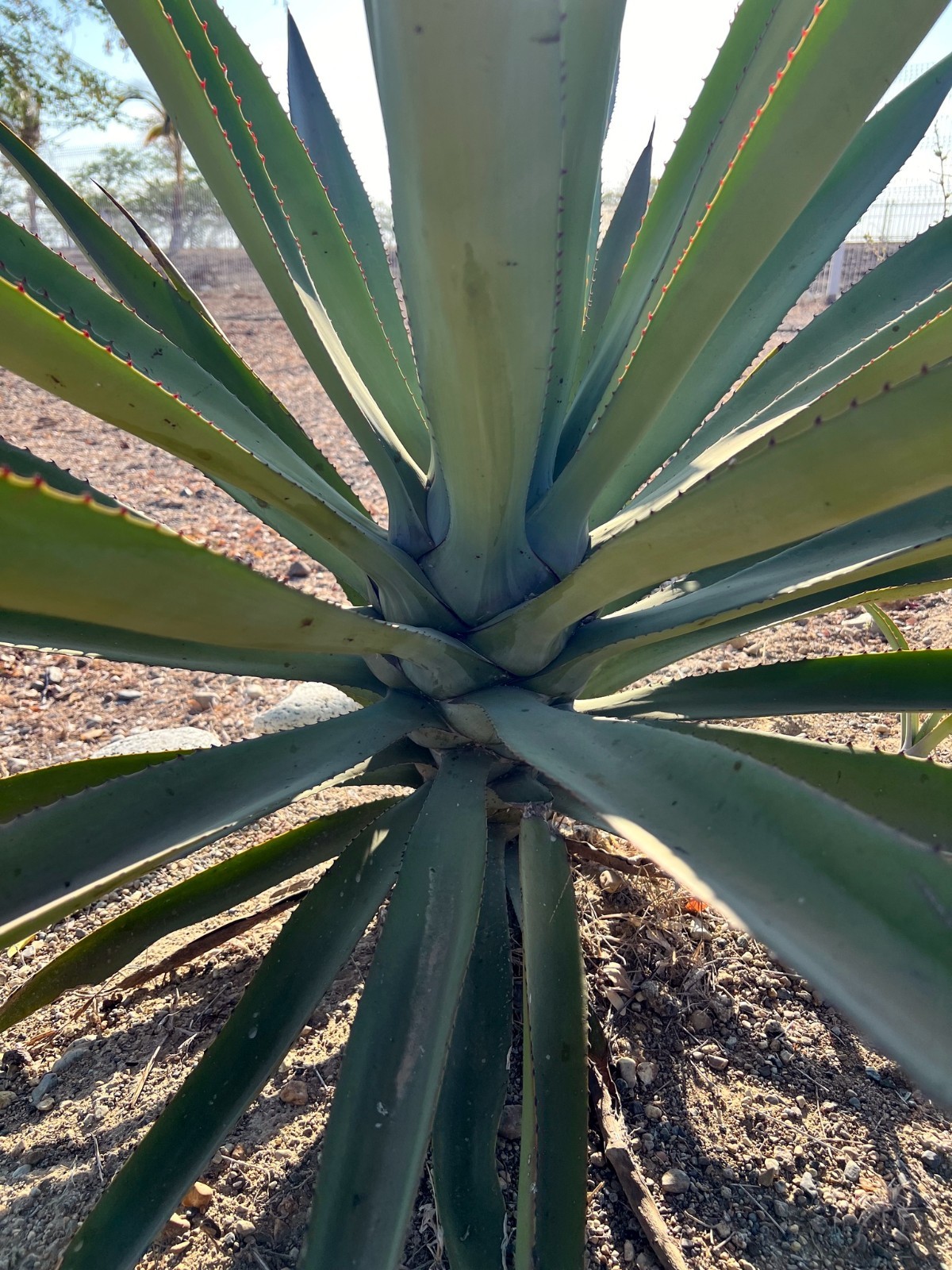 (Agave sisalana) Seeds Rare “Century Plant” Exotic Succulent “Sisal” Cactus Tree