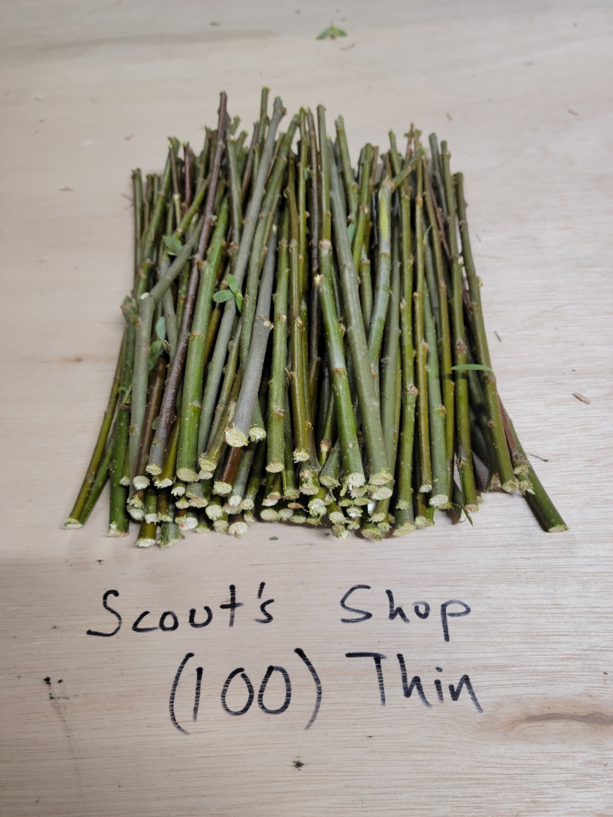 100 Thin Hybrid Willow Cuttings Pencil Size or Smaller BEST WILLOW DEALS ON EBAY