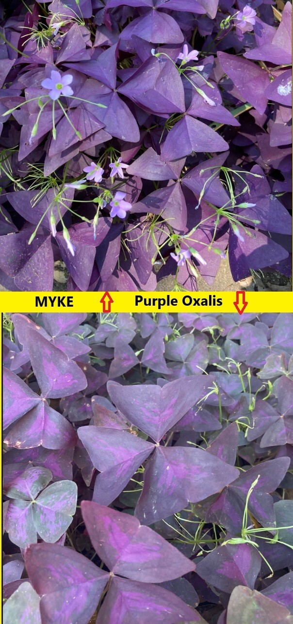 5 Oxalis Triangularis Myke , and 5 Purple Oxalis Triangularis Combo corms only