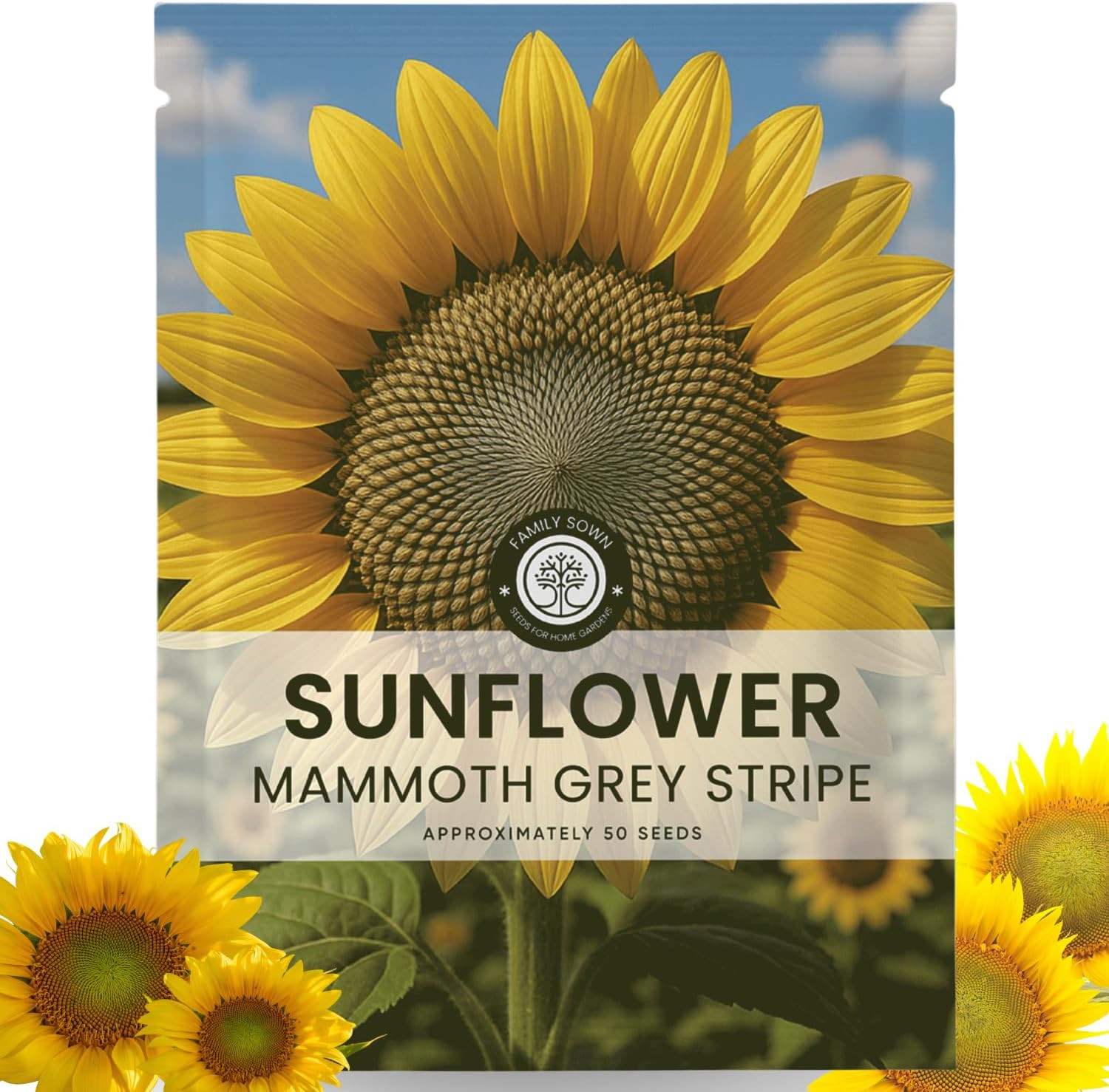 Large Grey Stripe Sunflower – 50 Seeds for Planting – 5 Gram Packet – 2026 Seaso