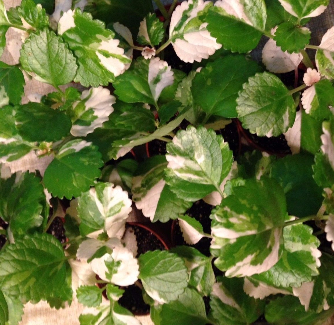 **ORIGINAL** VARIEGATED SWEDISH IVY (PLECTRANTHUS AUSTRALIS VAR.) – 2 1/4″ POT