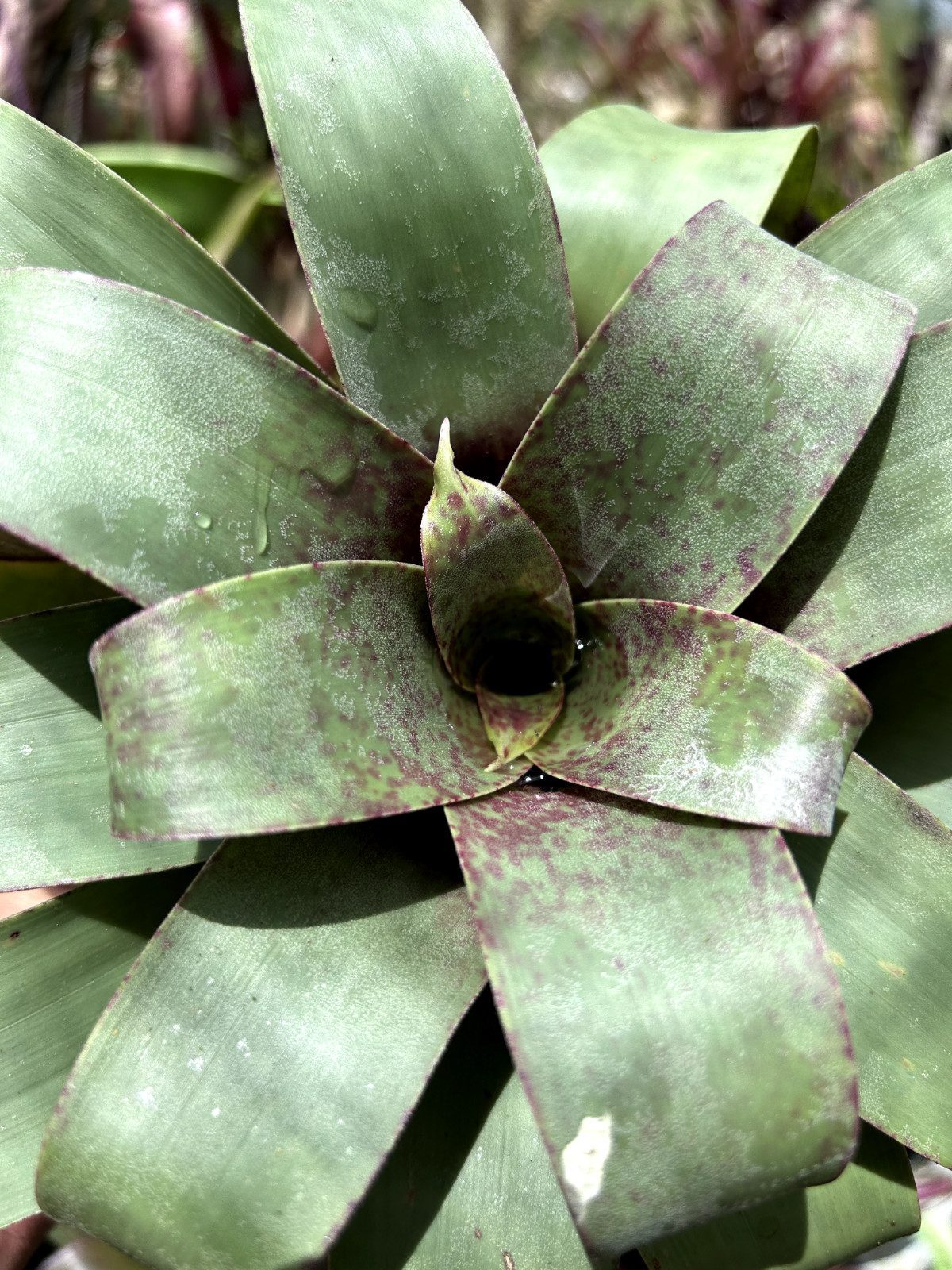 Bromeliad Sale! Vriesea botofagensis (species)
