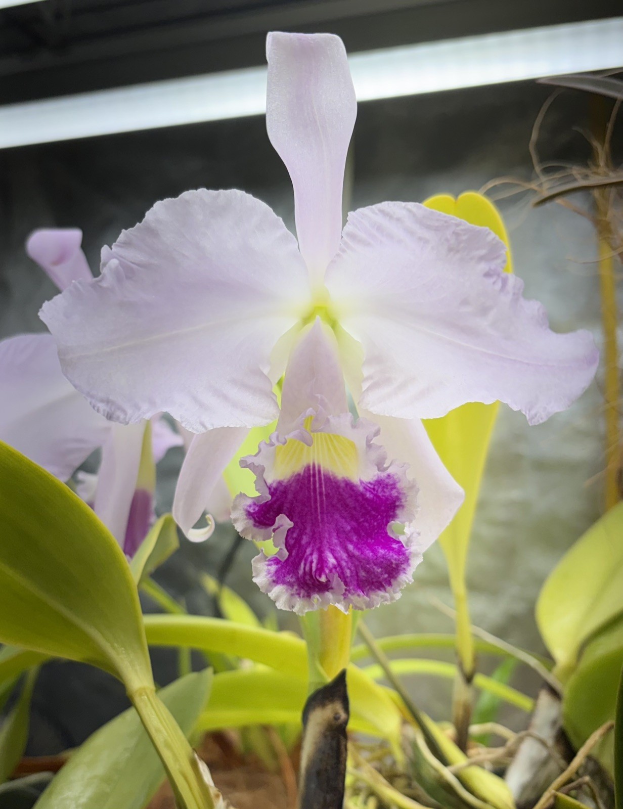 Cattleya warneri FRAGANT large-flowered spring-blooming orchid species MATURE