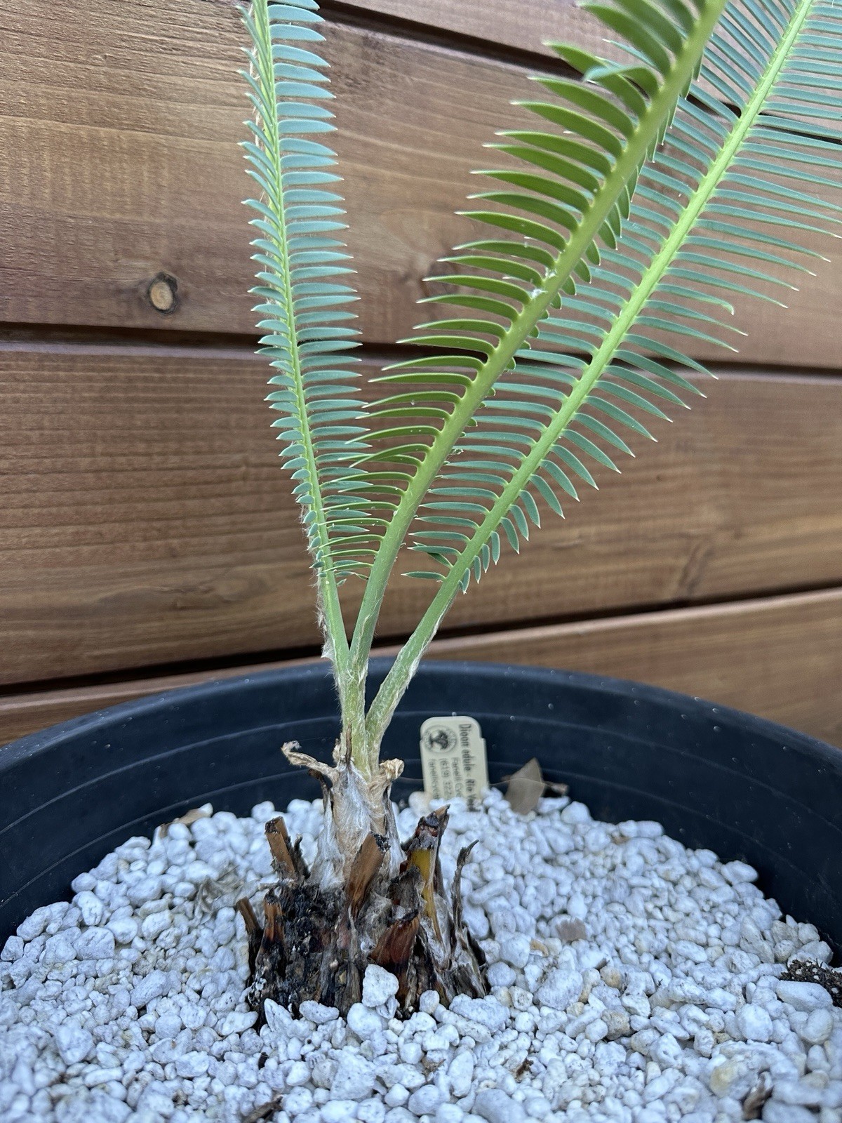 Dioon edule 3” Caudex – Hardy Mexican Cycad with Graceful Leaflets – Live Plant