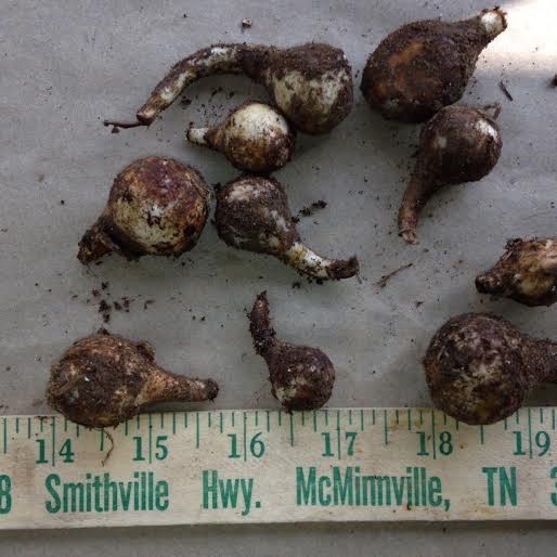100 WILD DAFFODIL bulbs LENT LILY, BUTTERCUP