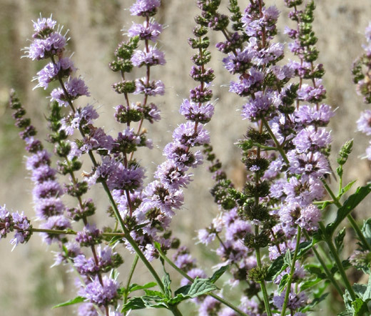 SPEARMINT Mentha Spicata – 1,500 Bulk Seeds