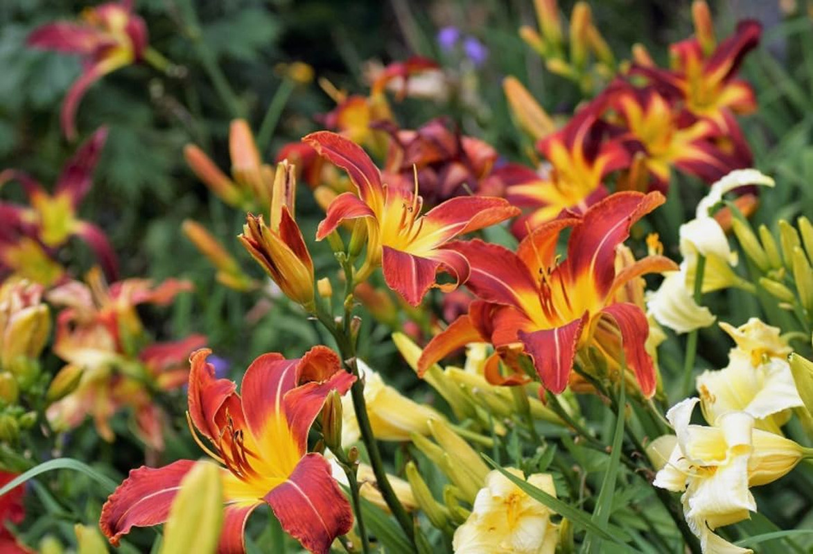 50PCS Daylily Hemerocallis Seeds Mixed Color Day Lily Fine Flower Seeds