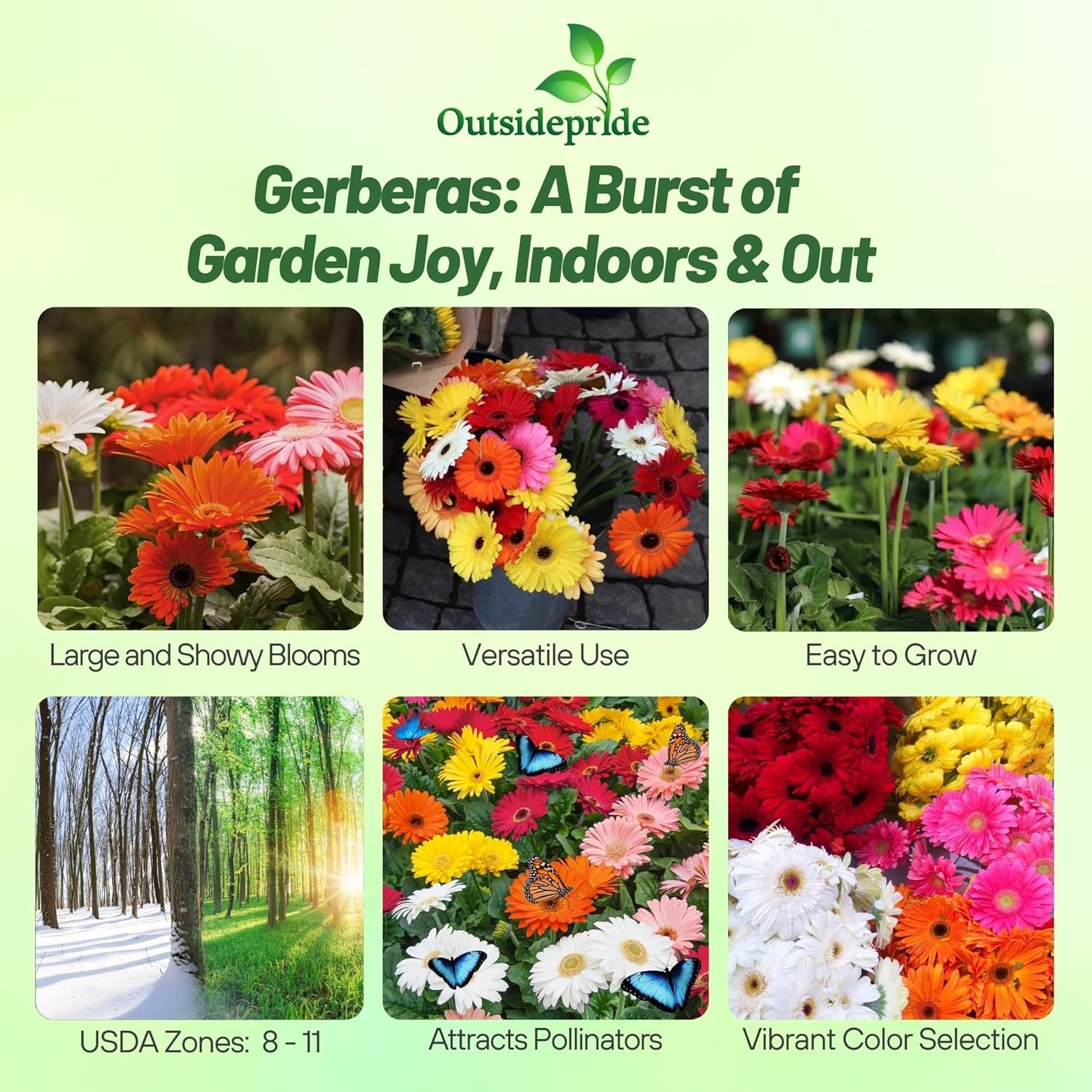 100 Seeds Gerbera Seeds For Planting | Perennial Gerbera Flower Seed Mix
