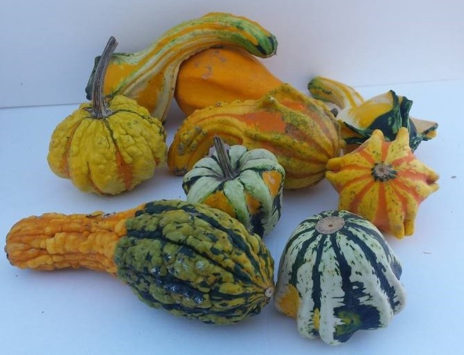 25 + Mix Fall Mini Gourd winter squash heirloom Non-GMO seeds