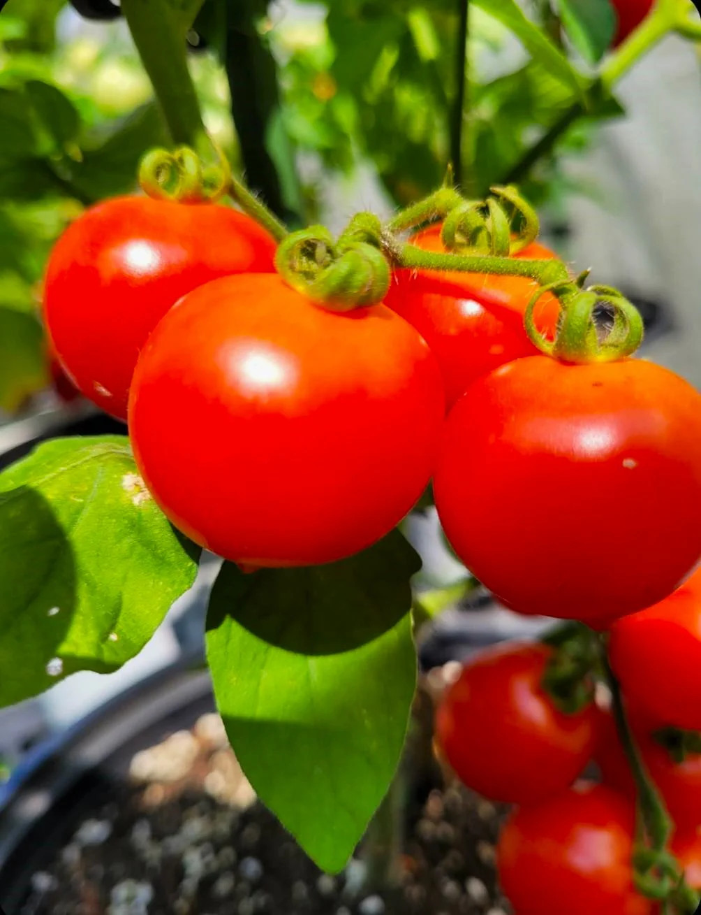 Red Robin Tomato (Micro Dwarf) Seeds – For 2026 Planting 6-12 Inches Tall