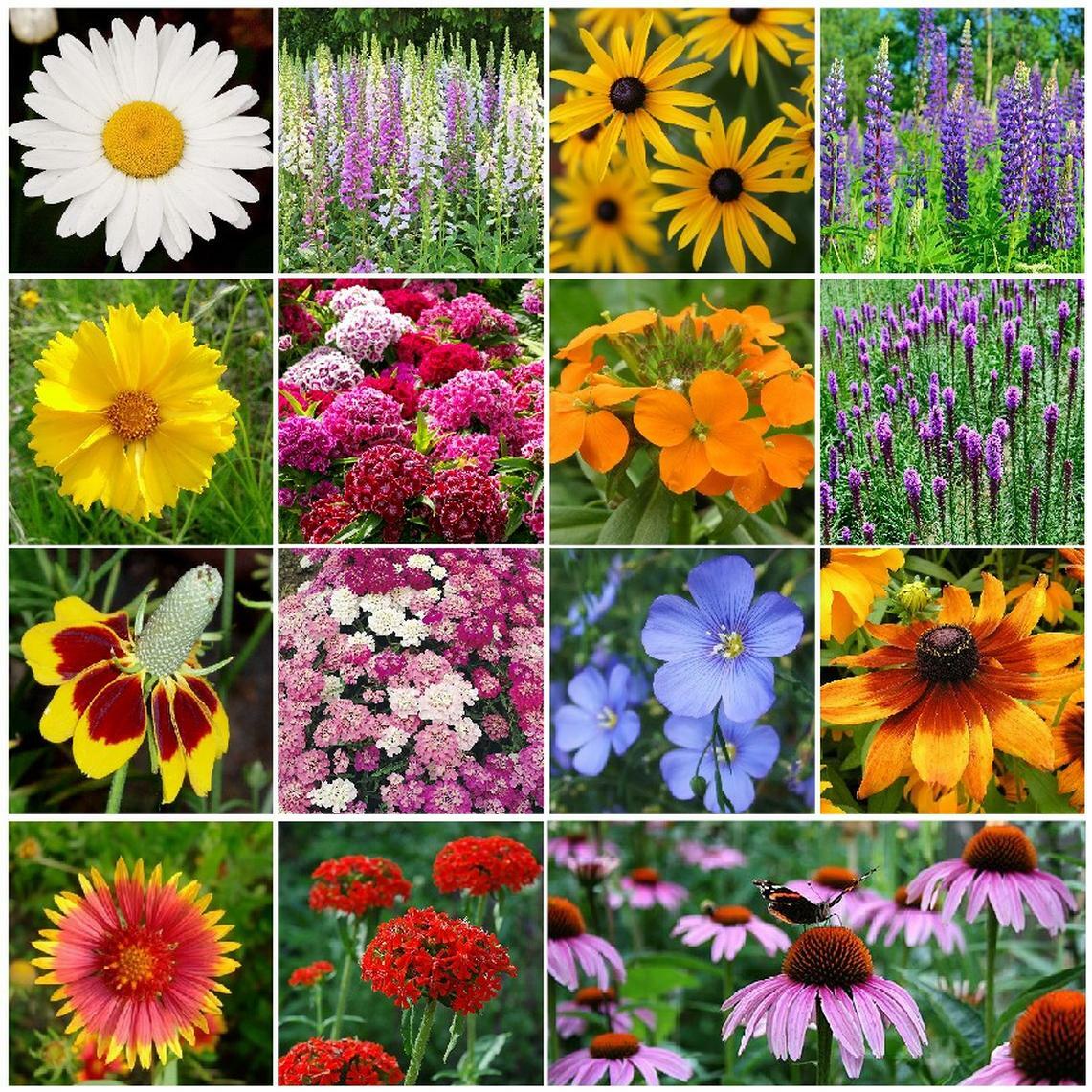All Perennial Wildflower Mix, 1 LB, 15 Species Flowers, Easy To Grow, FREE SHIP
