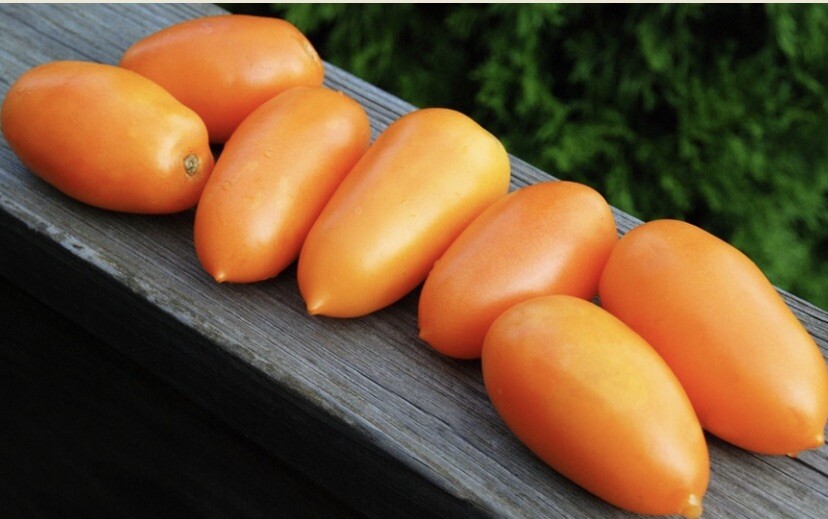 ORANGE BANANA TOMATO SEEDS HEIRLOOM 🇺🇸 NJ Grower Check My Store for More