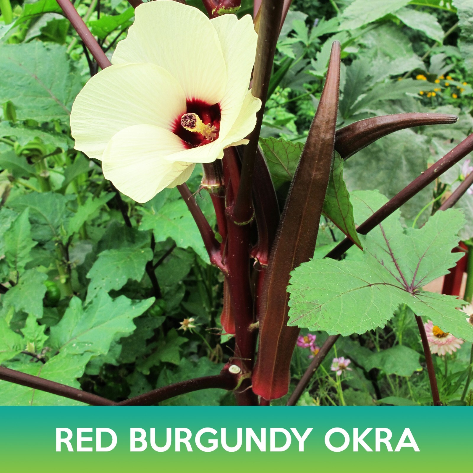 Red Burgundy Okra Seeds