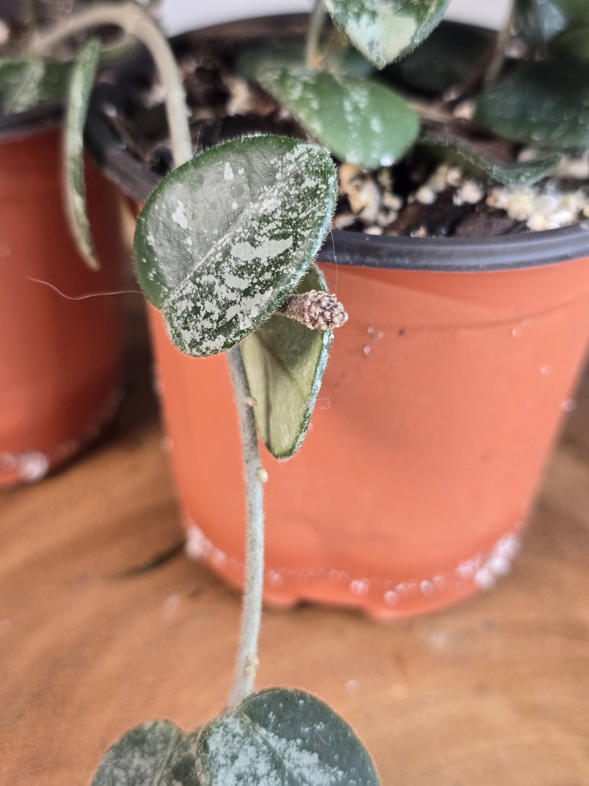 Hoya Mathilde Super Splash