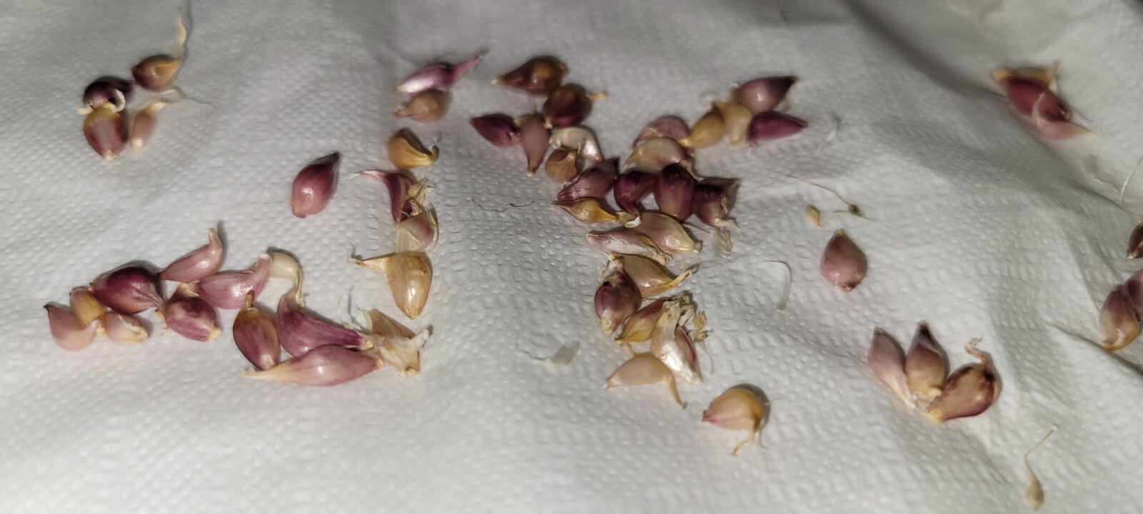 Organic Grown Hardneck Purple Garlic Bulbils (NOT BULBS) For Plant 100 Pcs