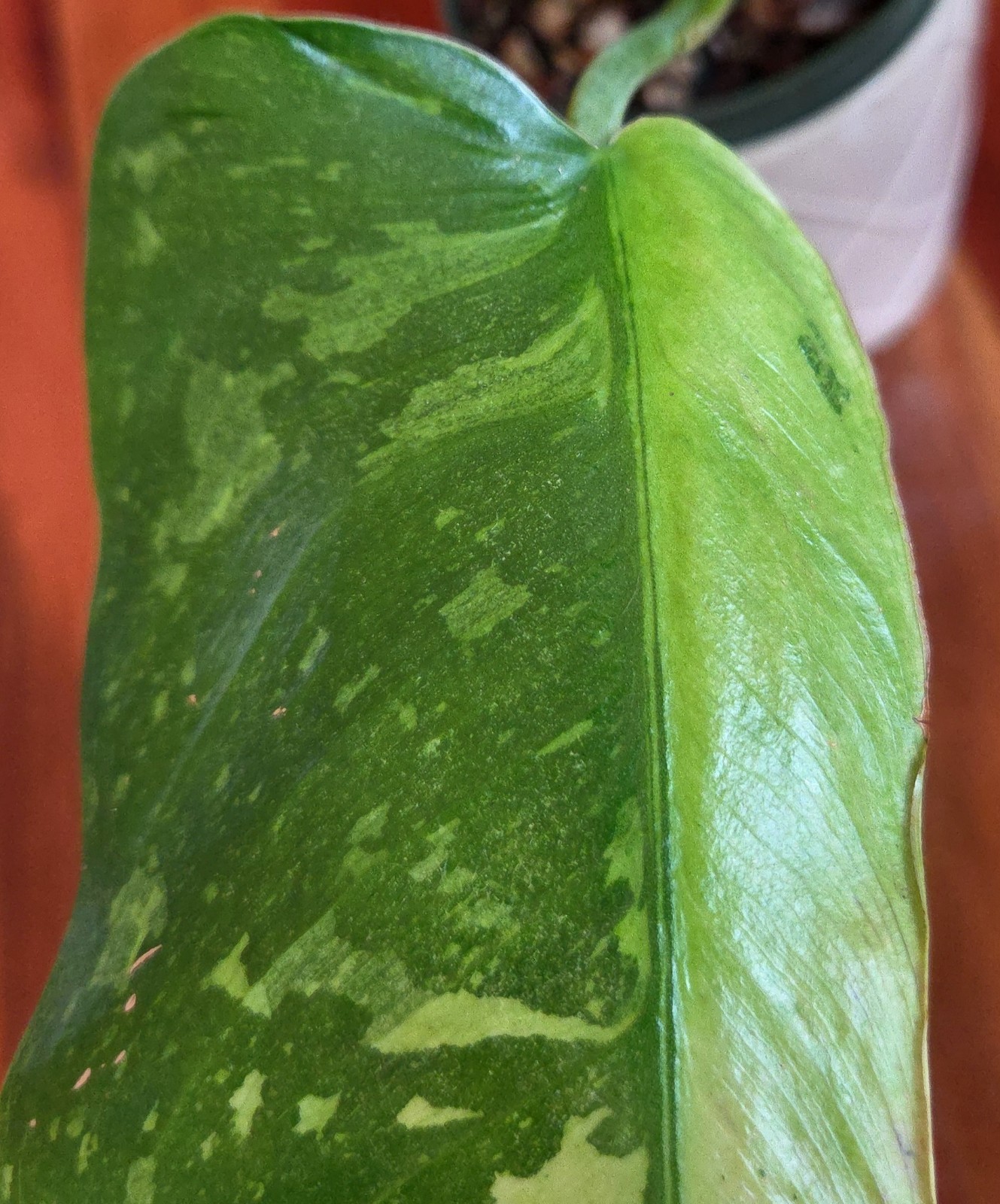 Rare Philodendron Mutant Jose Buono 27″ Wide Not Monstera Anthurium Syngonium