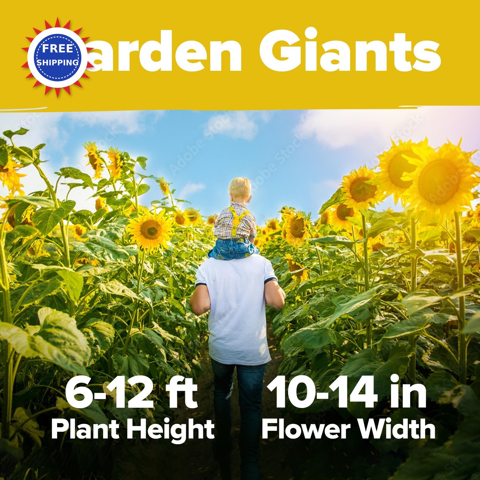 Mammoth Sunflower Seeds 520+ Giant for Planting Bulk Packet Heirloom HOME GROWN