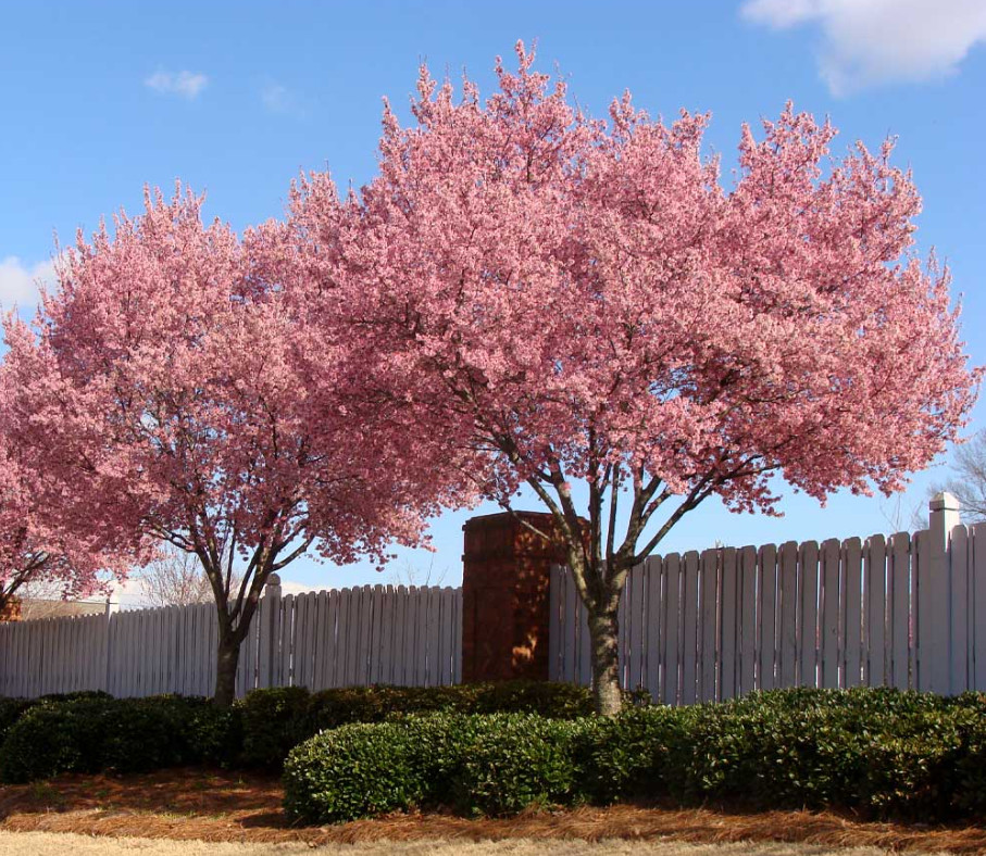 Set of 2 Okame Flowering Cherry Trees – Live Plant in 2.5-Inch Pots (6–12” Tall)
