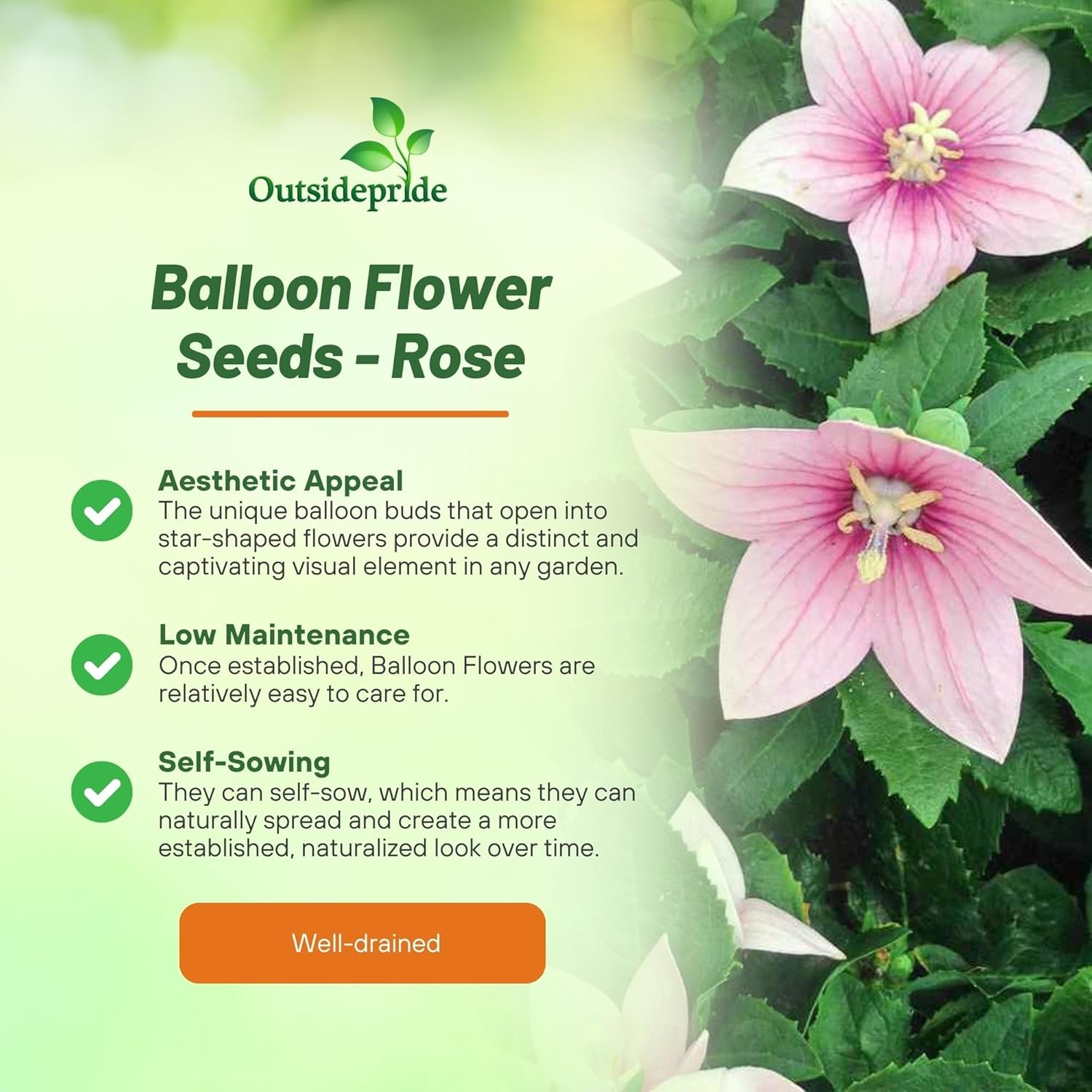 2000 Seeds Balloon Flower Seed – Platycodon Grandiflora Rose Flower Seeds