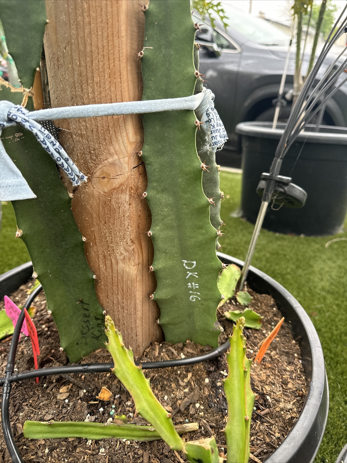 Desert King 16 , Dragon fruit cutting 8″-12″