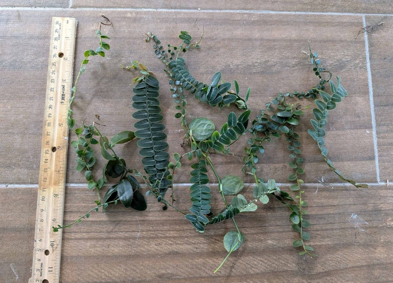 Marcgravia 10 Cuttings ~ Terrarium ~ Vivarium/ Dart Frog ~ 5+ inches long