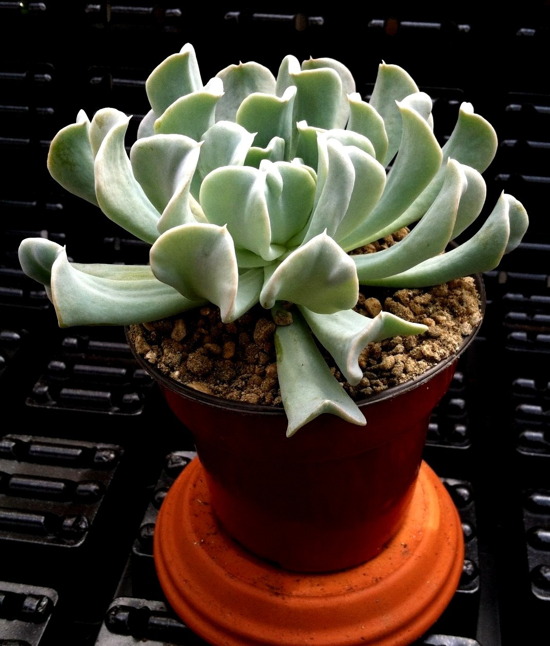 ‘TOPSY TURVY’ (ECHEVERIA RUNYONII) 2 1/4 INCH SUCCULENT POT