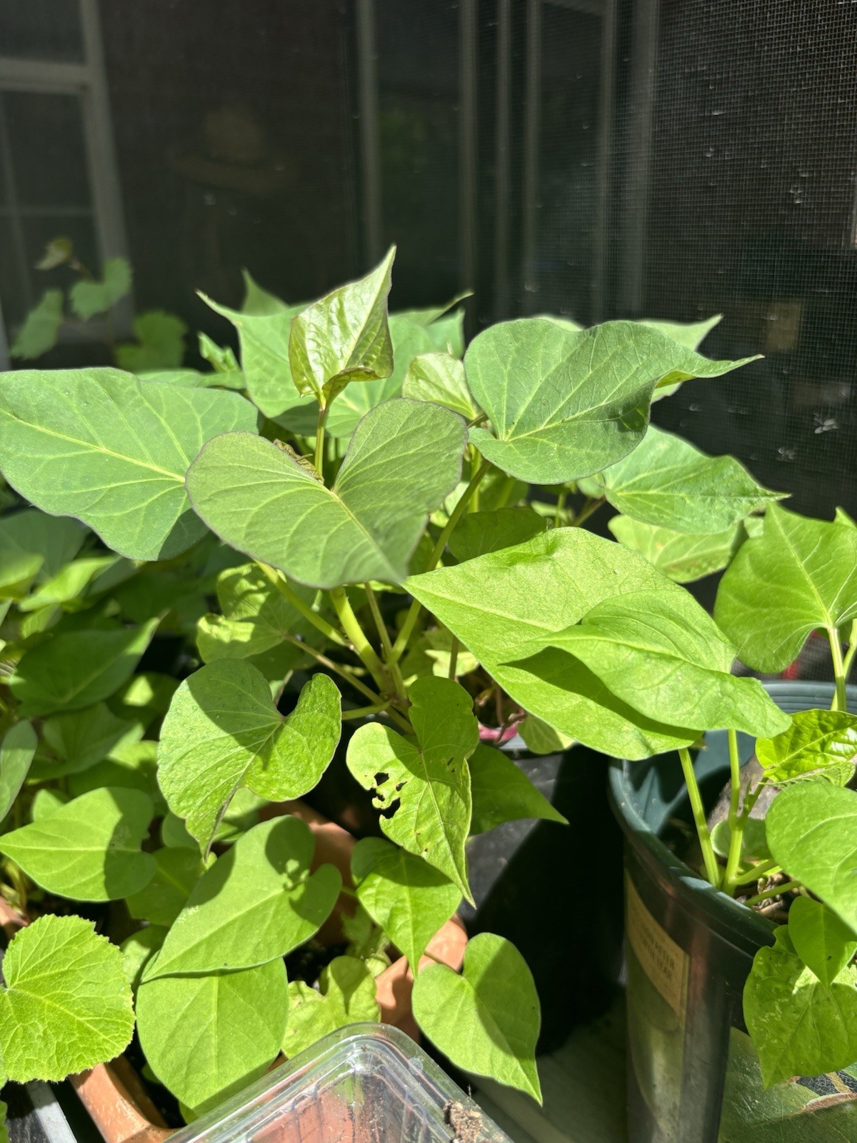 10 Purple Sweet Potato Slips Rooted Cuttings Plants Okinawa Khoai Lang Tím