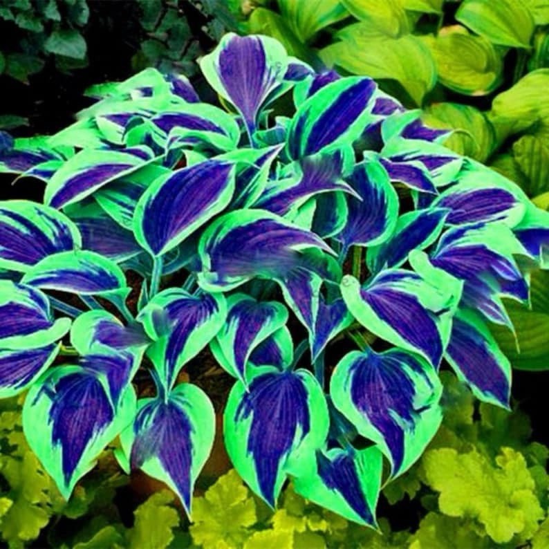 Hosta Seeds – 100+ Blue Green Hosta Plants Seeds for Planting Outdoor