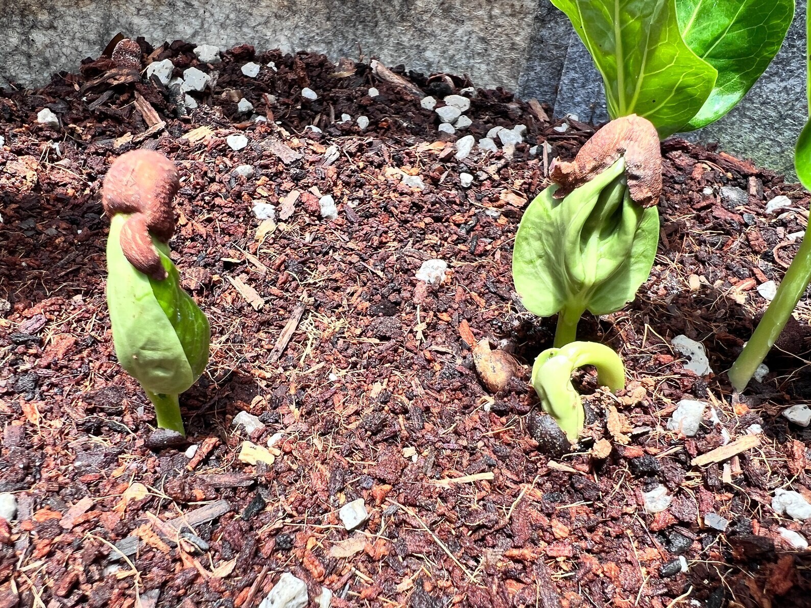 Malagasy Baobab Seeds (Adansonia Madagascariensis)