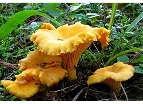 Chanterelle Mushroom Spores in Sawdust Bag Garden Grow Kit Makes 5 gal Free Ship