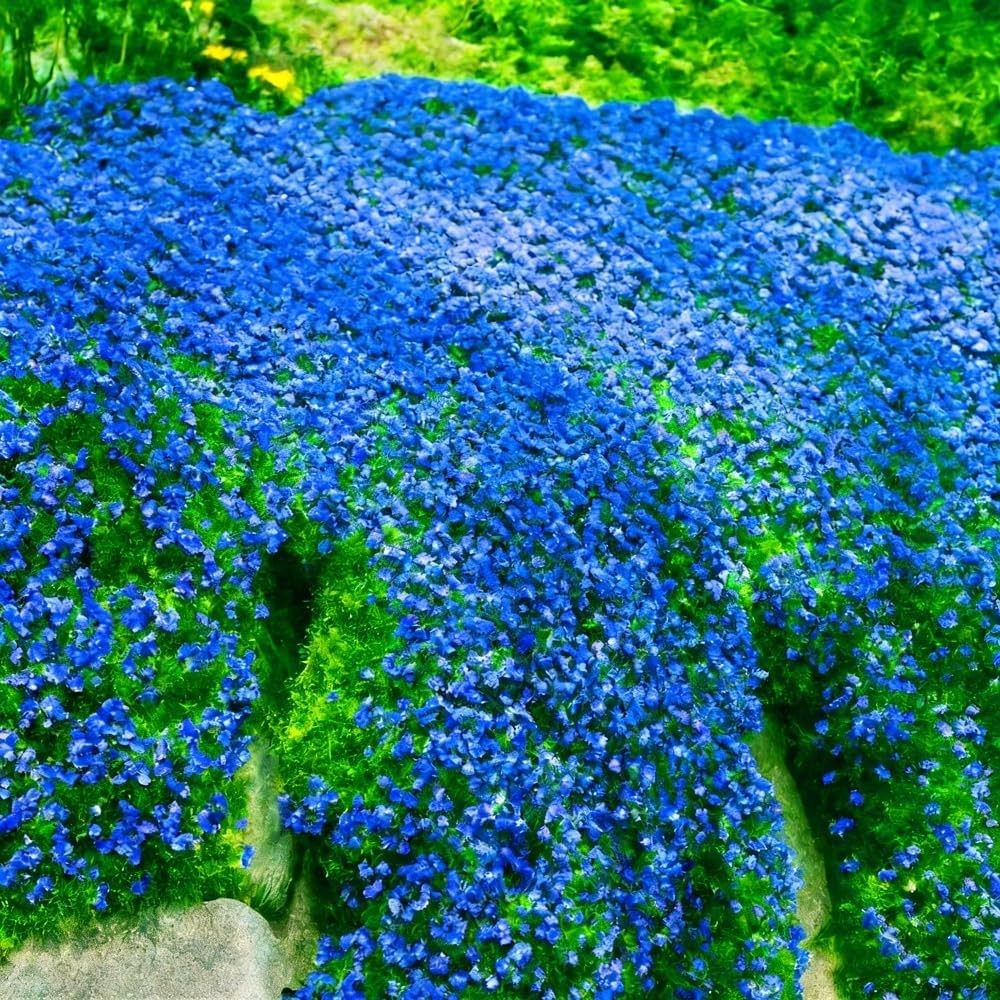 15000+ Blue Creeping Thyme Seeds Ground Cover,Blue Woolly Thyme Seeds Non-GMO He