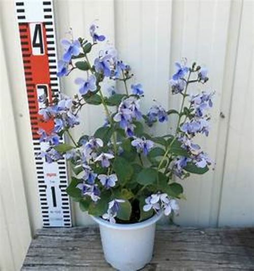 BLUE BUTTERFLY BUSH AKA BLUE WINGS Rooted Starter Plant Clerodendrum Ugandense