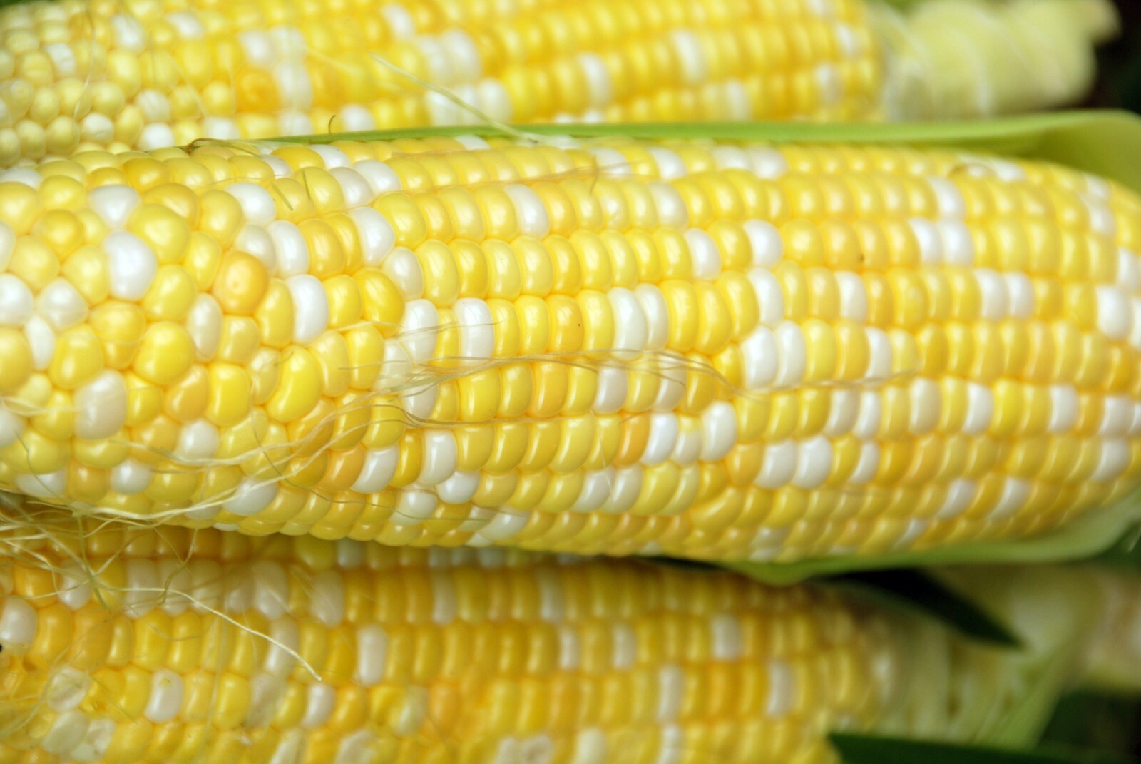 Peaches & Cream Sweet Corn Seeds 24 Seeds