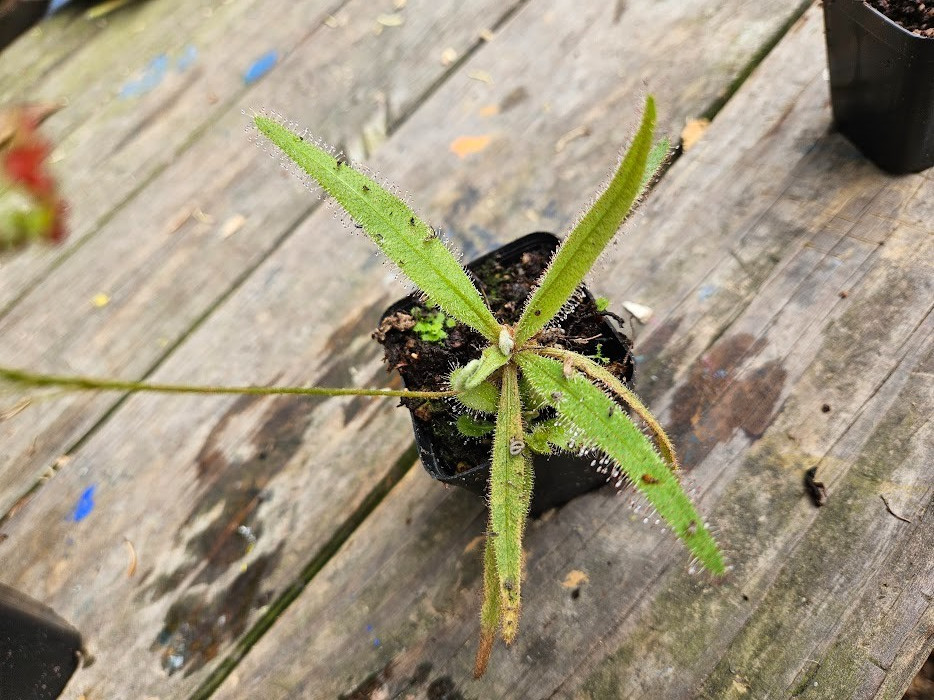 1 Live Drosera Adelae, Lance leaved sundew, Vigorous rooting. potted 2″ pot
