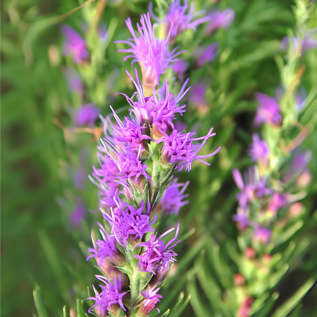 Dotted Blazing Star Flower 25 Seeds | Liatris punctata