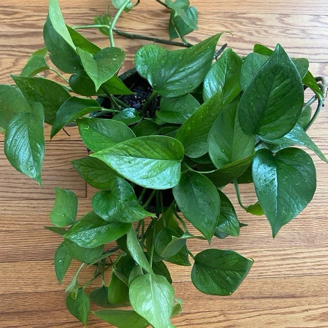 Jade Pothos Indoor Live Plant Cuttings Easy to Grow