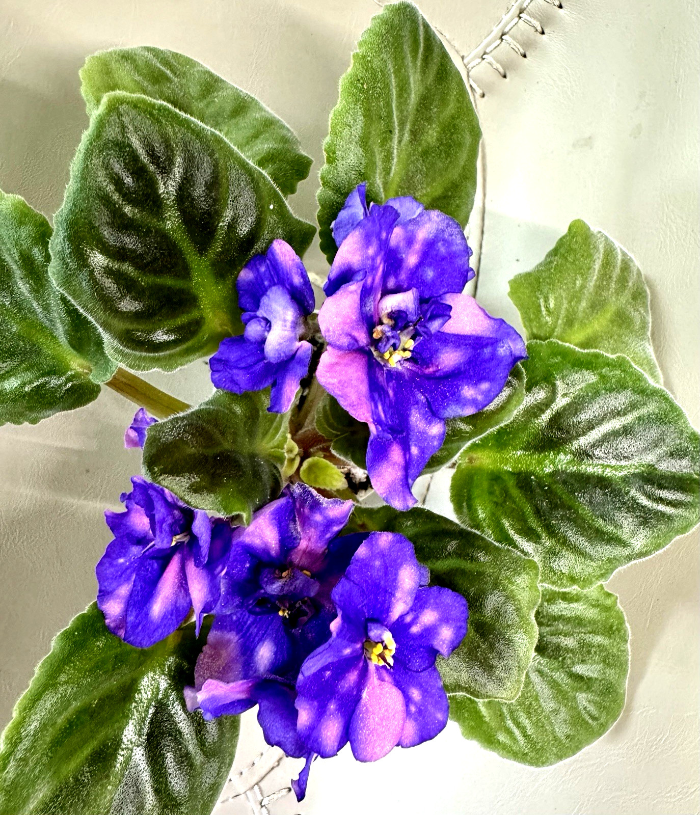 African Violet Plant Jere’s lazy day Starter