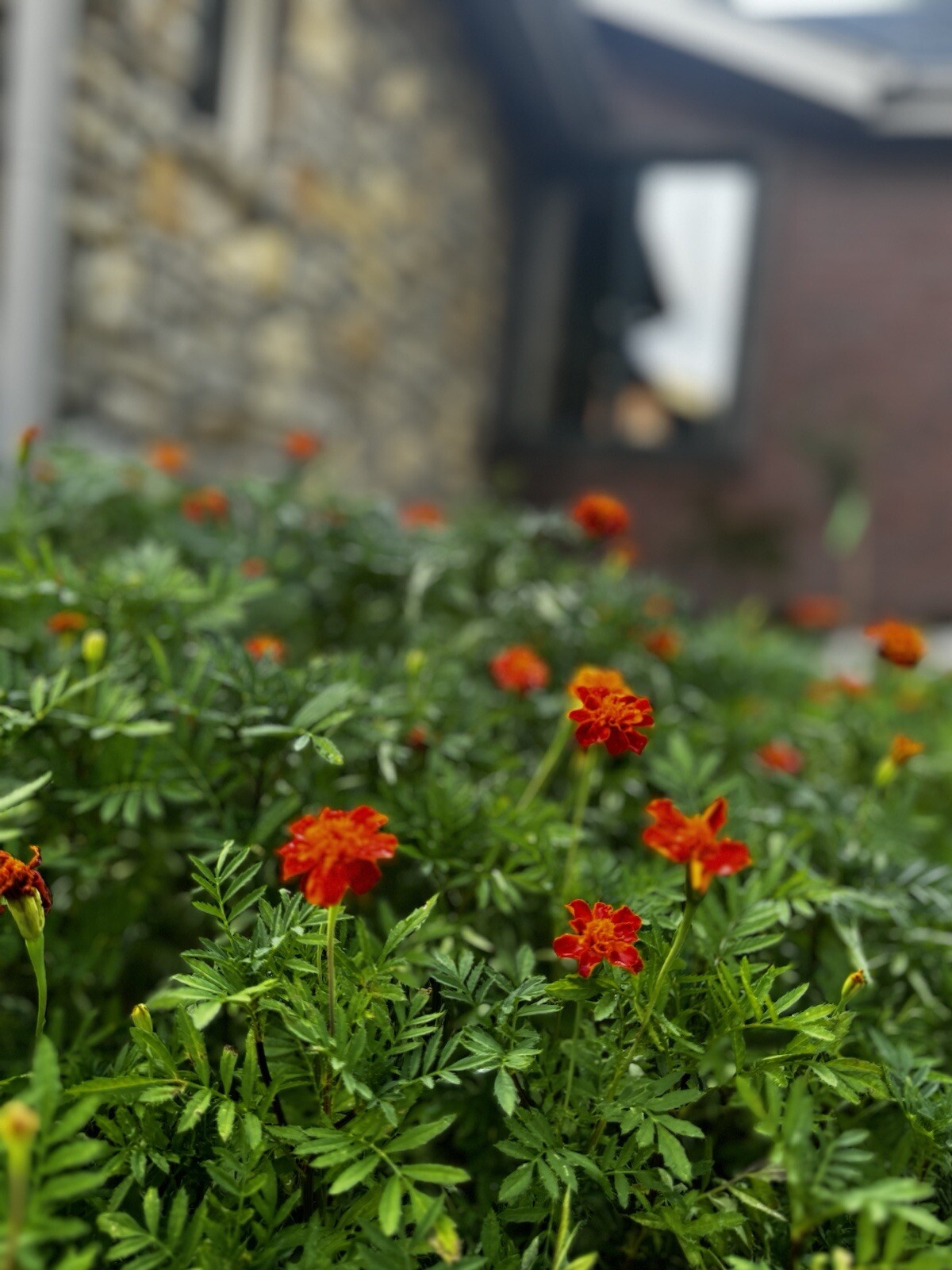 French Marigold Sparky Mix, Beautiful Colors, Garden Pest Deterrent, 1 Cup