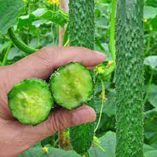 20+ Chinese Tender Cucumber Seeds 2023中国刺黄瓜新种子!