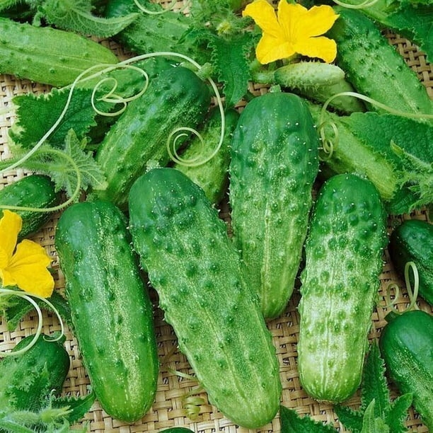 120+ Parisian Gherkin Cucumber Seeds —– 2015 AAS Regional Winner —— FRESH
