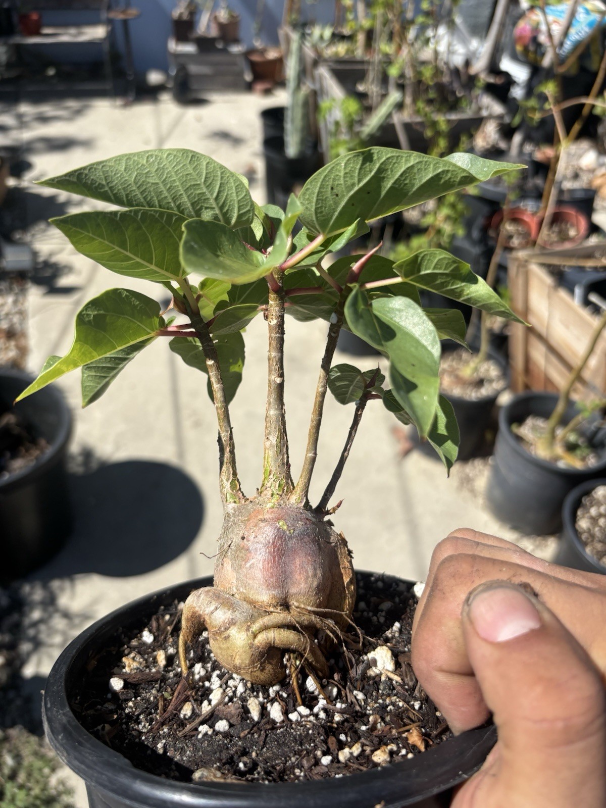 Ficus Palmeri Rock/Palmers Fig Caudex