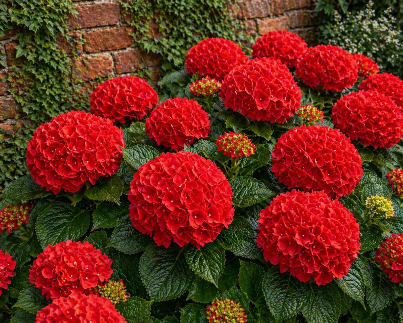 Red Hydrangea Seeds 150 Seeds Flower, Flower Seeds, Non GMO
