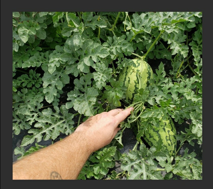 Rainbow Watermelon Seeds – Multi Colored Flesh – Sweet & Crisp Tropical Flavors!