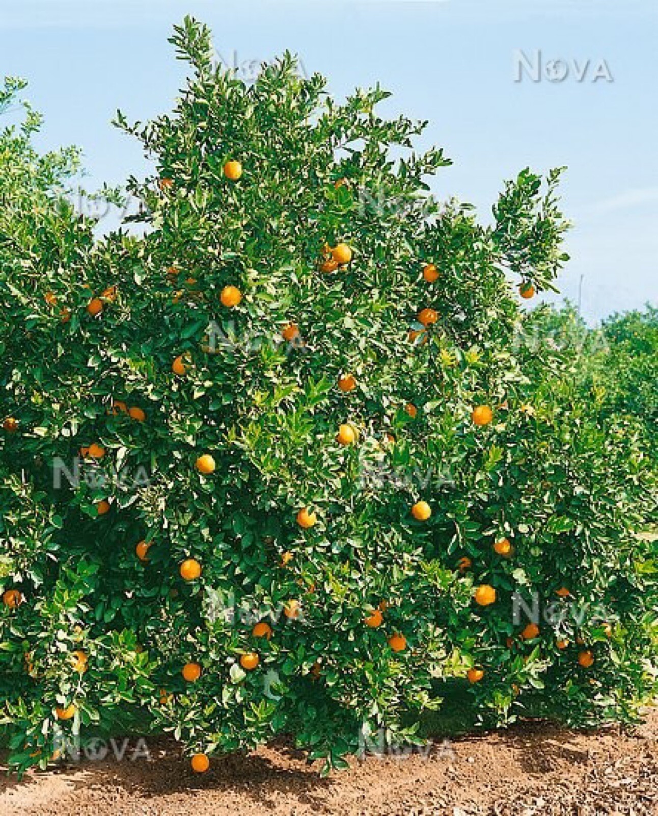 For California only! Lane Late Navel Semi-Dwarf Orange 18-36″ tall, grafted