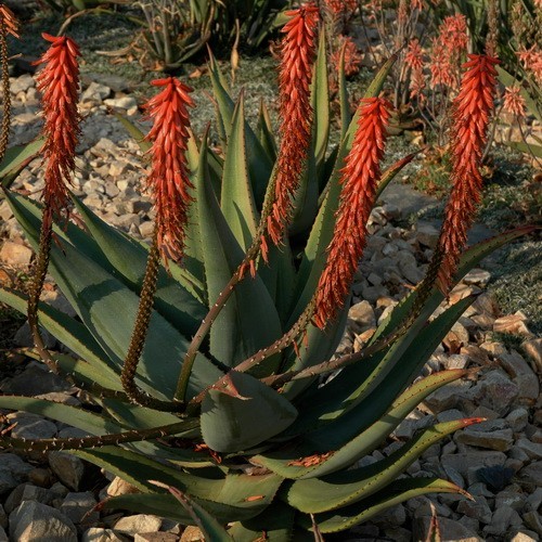 ALOE REITZII – rare aloe seedling — SEED GROWN!!