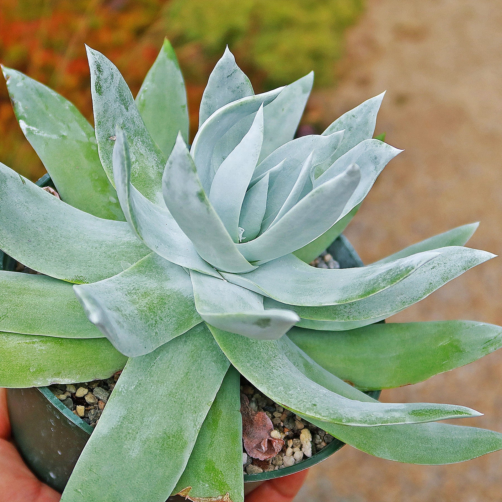 Giant Chalk Dudleya ‘Dudleya brittonii’ cactus Cacti Succulent real live plant